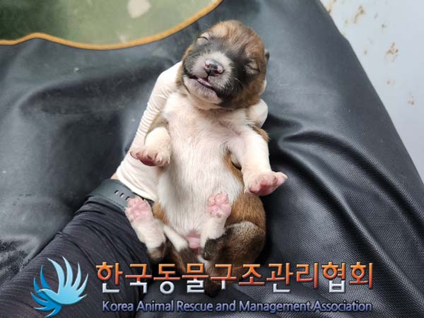 한국동물구조관리협회_441560202400295